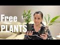 🌴Sydneysider Free Plant Giveaway: Walking Nursery Tour 💐 🍀