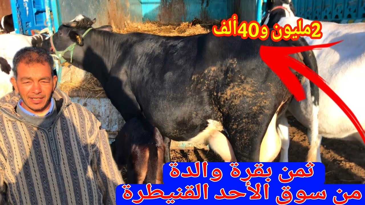 ثمن البقرة لوالدة من سوق الأحد ولاد جلول القنيطرة على قناة المرضي