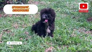 Quality black female Lhasa apso puppy is available for your consideration.