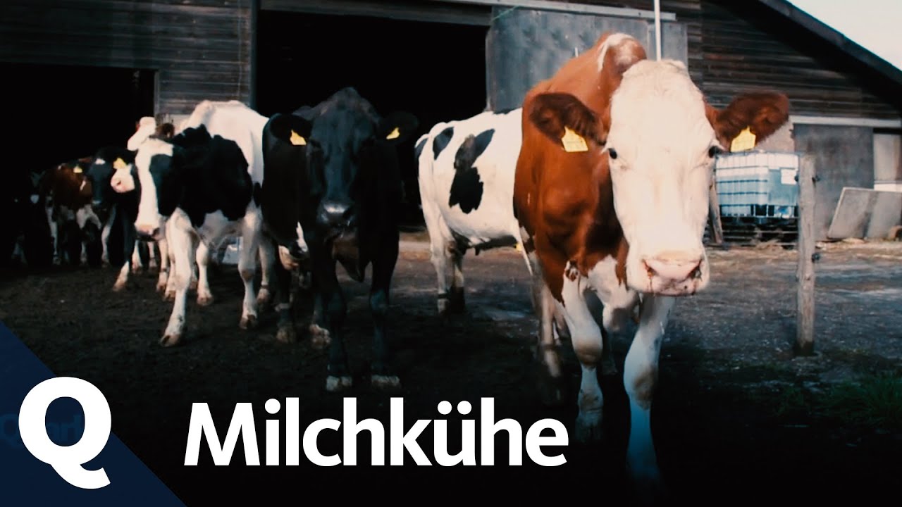 Weg aus der Krise: Heumilch aus dem Allgäu | Unser Land | BR Fernsehen