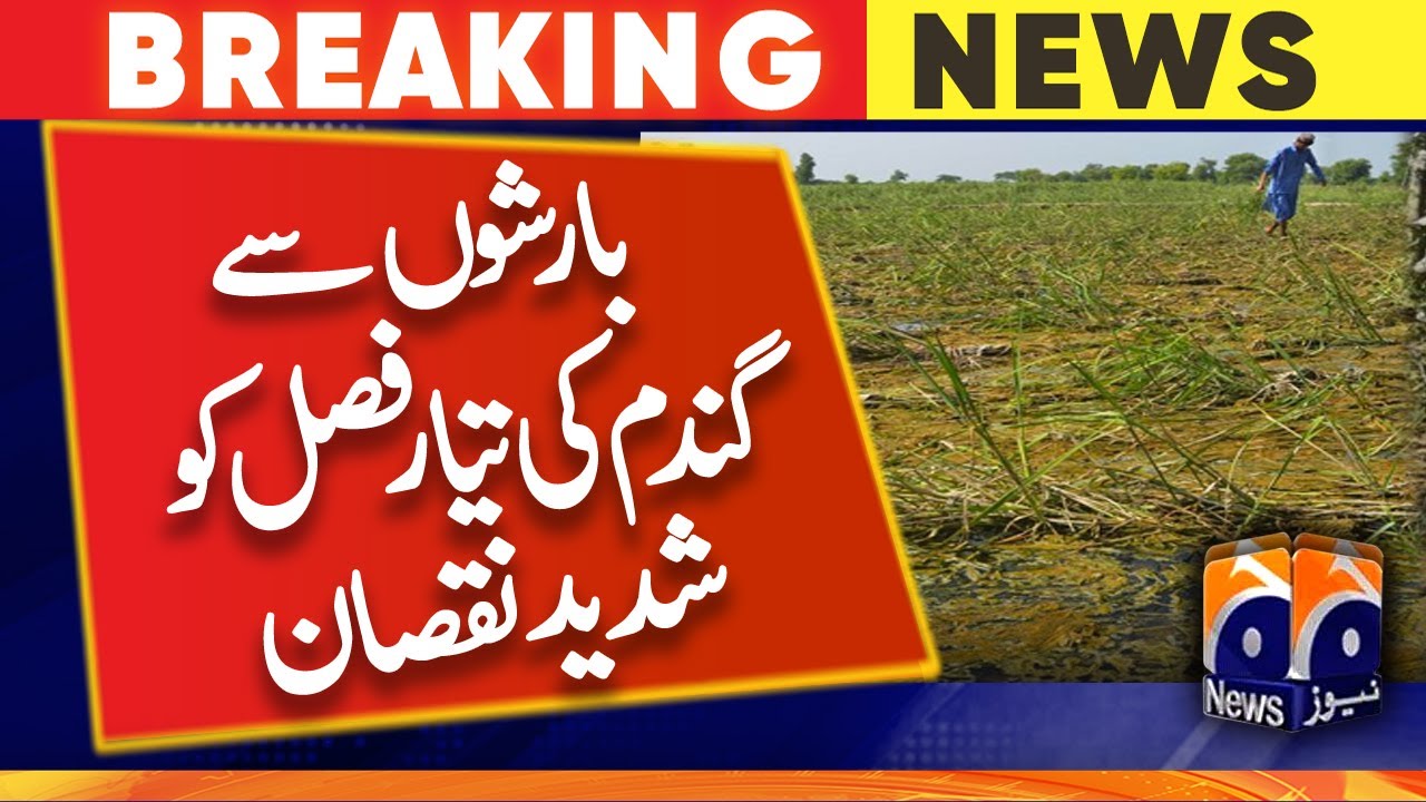 Heavy rains caused major damage to ready wheat crop - YouTube