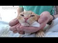 Stanley gets a warm compress for his giant abscess - TinyKittens.com