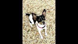 Soft relaxing music with cute dog pic/40+mins😍