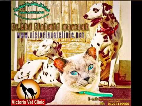 عيادة فيكتوريا البيطريه للحيوانات الاليفة بالاسكندريه   