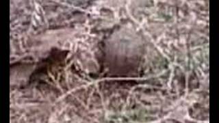 Kaplumbağa Çifleşmesi