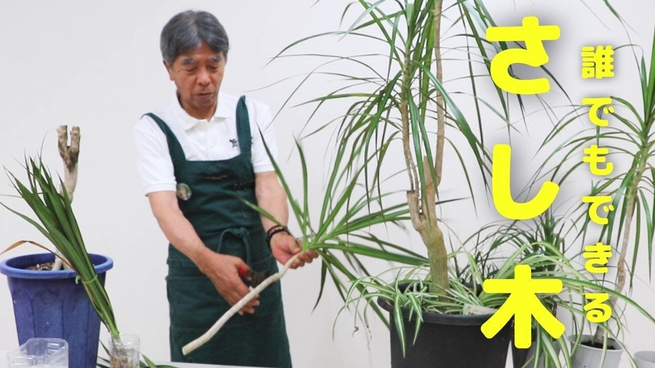 観葉植物 おしゃれインテリアにおすすめ 簡単な挿し木や管理方法をご紹介 ドラセナコンシンネ Youtube