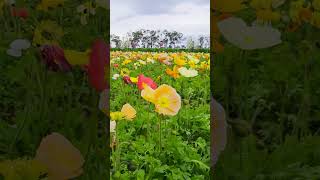 Tesselaar Tulip Festival | Melbourne’s Most Colourful Spring Escape! #amazingaustralia #tulips
