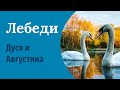 Лебеди-шипуны