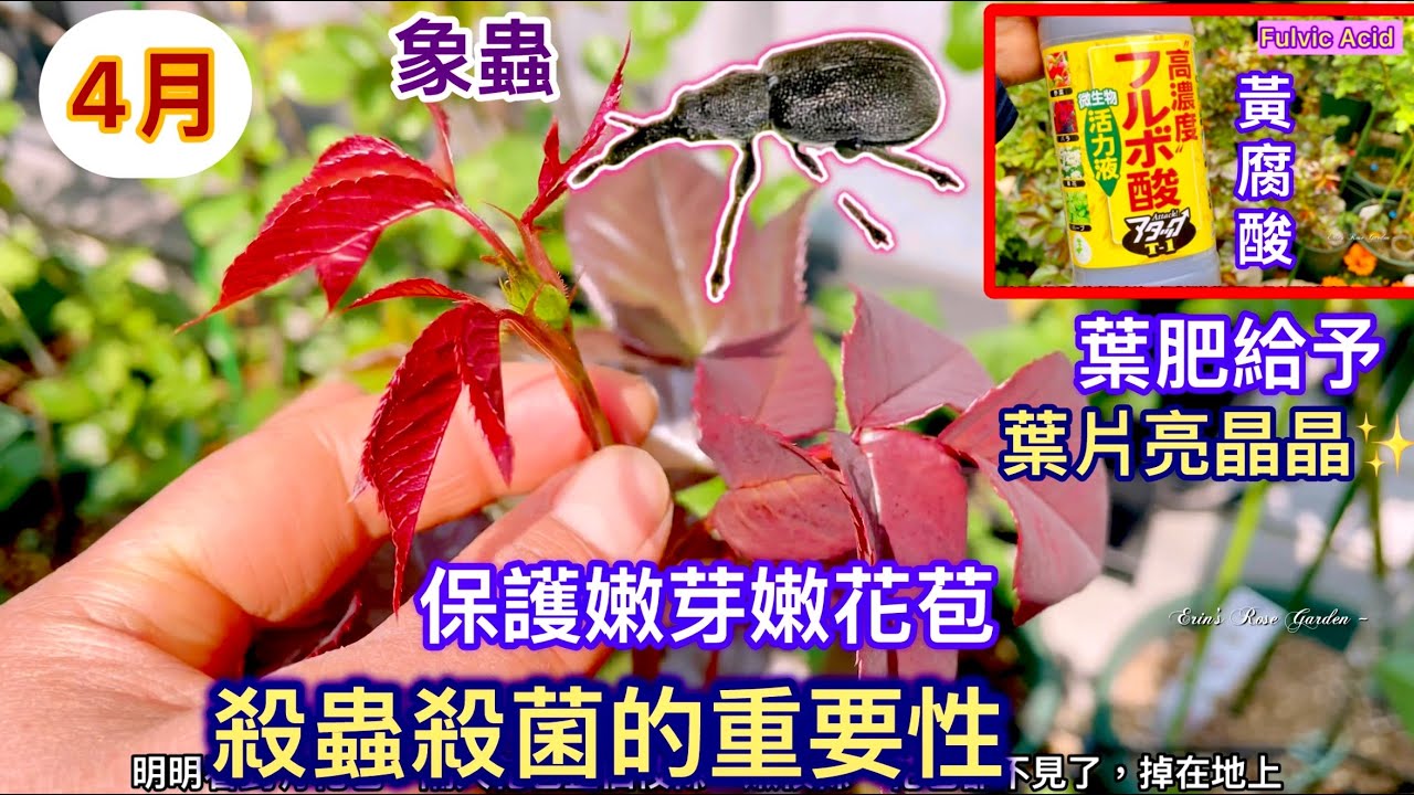 Early April in the Garden] The effects of humic acid foliar