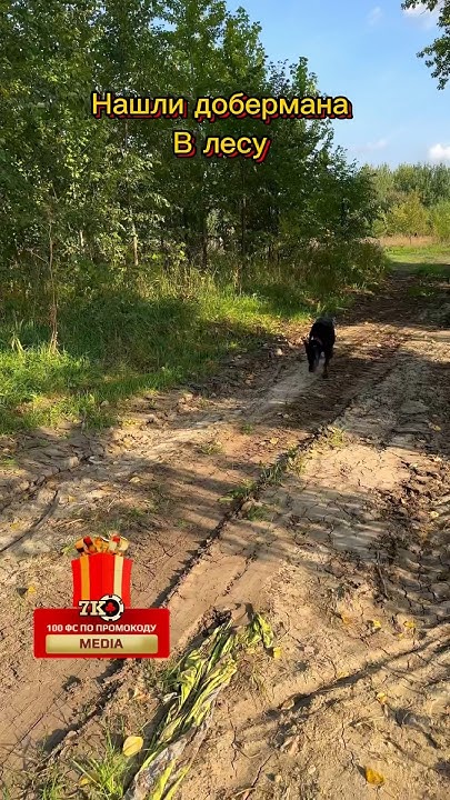 Пользуетесь такими адресниками ? #собака #доберман #собаки #доберманы # ...