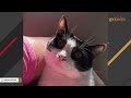 This kitten was dumped in trash...in a sealed box