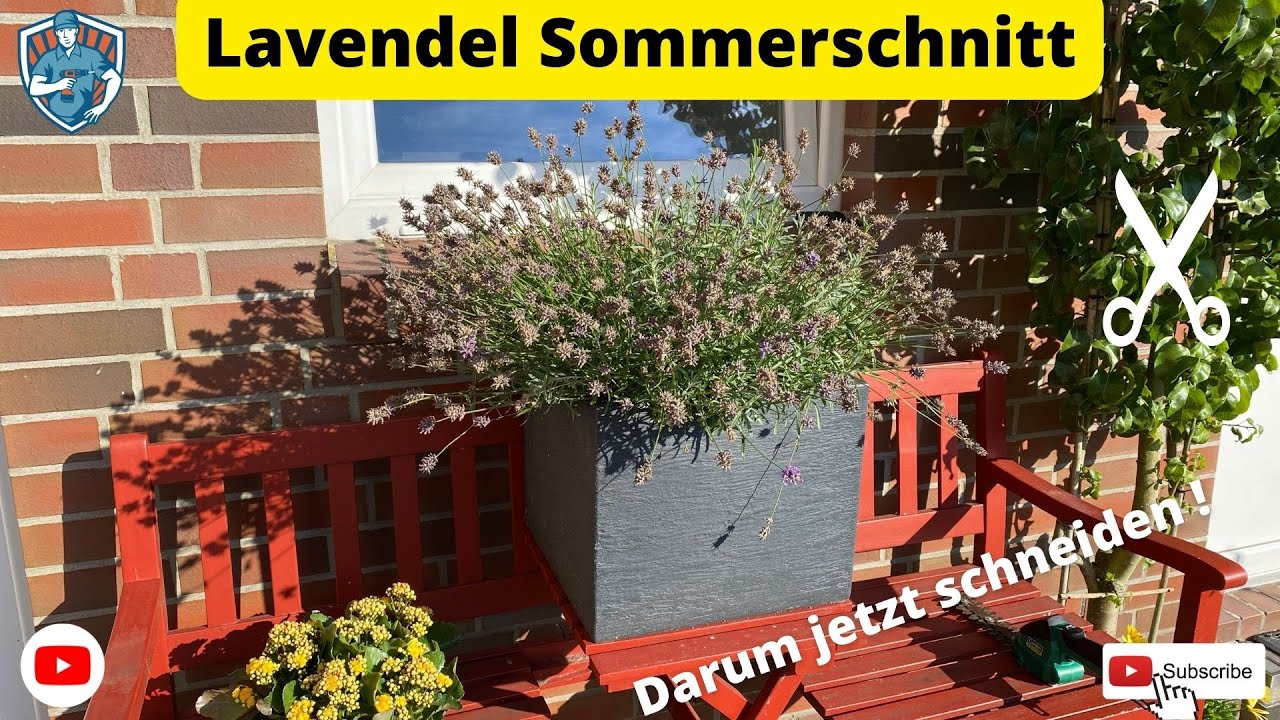 Lavendel / Lavandula verblüht darum jetzt schneiden zweite Blüte