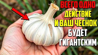 картинка: Этот Метод Посадки Чеснока От Вас Скрывали Всю Жизнь!