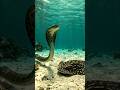 Cobra vs Electric Ray! Can a Fish Really Shock a Snake? #NatureFacts #AnimalFacts #ViralVideo #Cobra