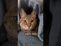 이불을 놔 두면 생기는 일 #고양이 #cat #고양이일상 #고양이영상 #고양이브이로그 #고양이쇼츠