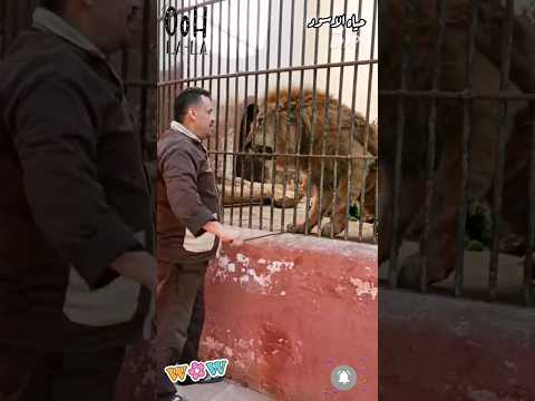 أسد يهاجم الحارس داخل حديقه الحيوان أثناء تناول الاسد الطعام 