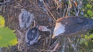 NDLEEF | Mom eagle brings half fish for breakfast for two eaglets | May 11, 2024