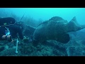 Goliath Grouper helping me take out invasive lionfish