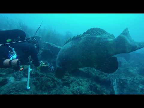 Goliath Grouper helping me take out invasive lionfish