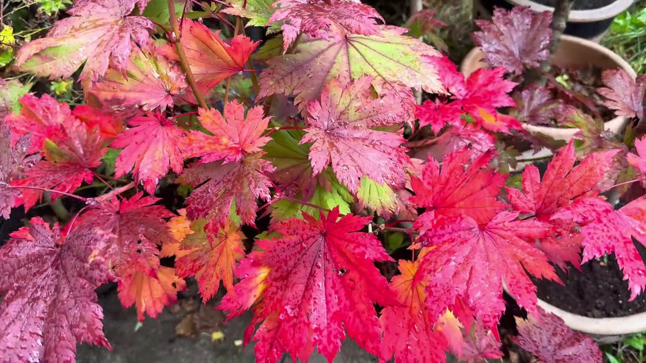 Japanese acer fall colour 2025