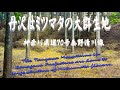 春の丹沢はミツマタの大群生地