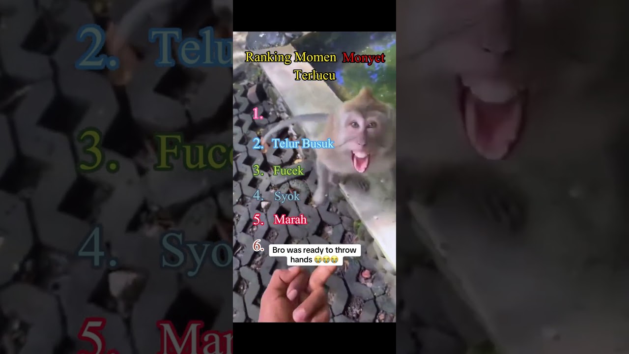 Ranking Momen Monyet Lucu🤣🤣