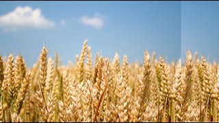Si le grain de blé (PAROLE)