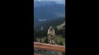 Marmot screaming on Blackcomb Mountain