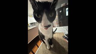 cat planet 100% (breathing demon)
