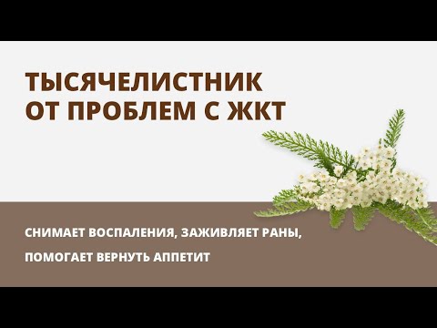 Тысячелистник. Лечебные свойства тысячелистника.Фитотерапия