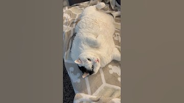 No More Doomscrolling #catsofyoutube