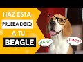 ¿Qué tan inteligentes son los BEAGLES? | Haz esta prueba para medir su coeficiente...