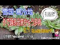 【多肉植物】【保存版】今から育てておきたい❕　え？外で越冬出来る多肉ってそんなにあるの？