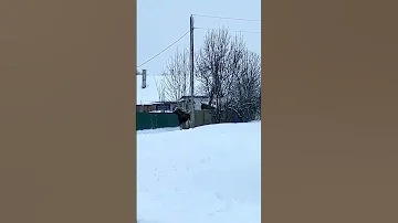 Лоси прыгают через забор.