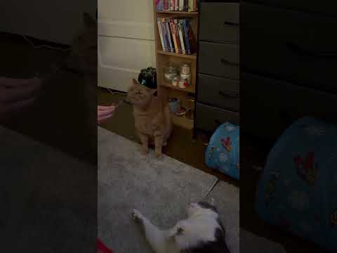 Why cats like