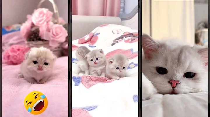 Video 10988261: cat fight funny, funny cats dogs, cat food funny, funny pets, funnycats