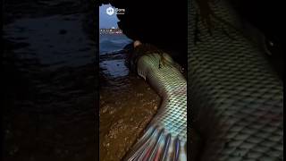 The) 🐋🩸 ONLY Monster That Terrified the Megalodon  #naturedocumentary