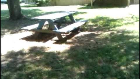 Reactive dachshund improves greatly