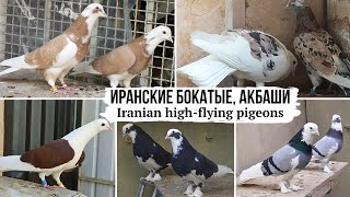 🇮🇷 Иранские акбаши, бокатые, мраморные голуби | Iranian high-flying pigeons