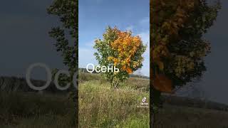 #Shortsvideo #Youtubeshorts #Природа #Shorts #Осень