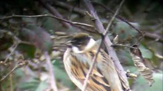 Reed Bunting.wmv