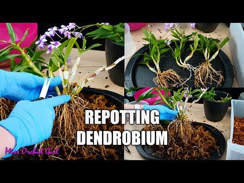 Video: Dendrobium Orkidétransplantation (8 Foton): Hur Man Korrekt Transplanterar En Dendrobiumorchid I En Kruka Efter Att Ha Köpt Hem Steg För Steg?
