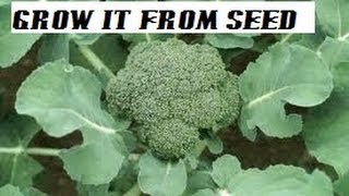 HOW TO GROW BROCCOLI FROM SEEDS.