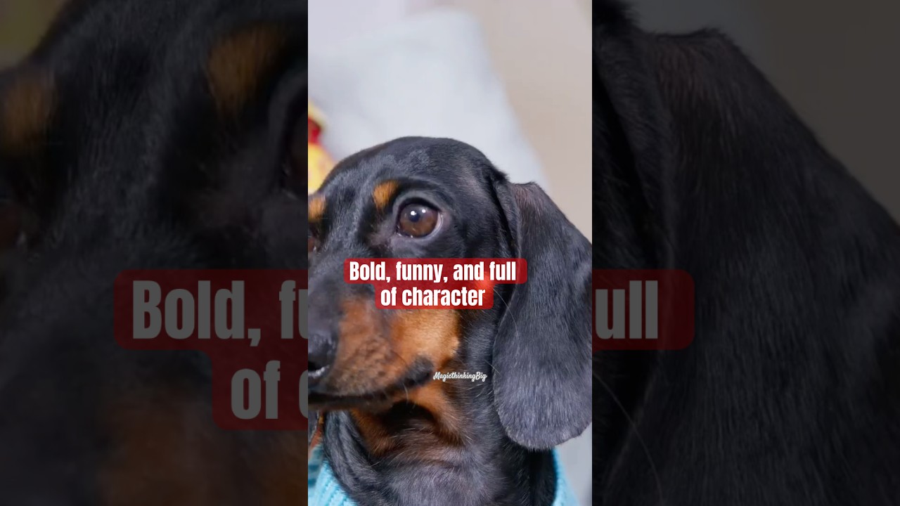 Такса – маленькое тело, большой характер. 