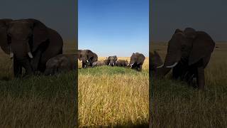 2nd in Masai Mara