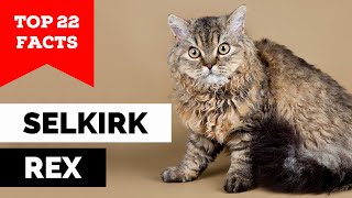 99% of Selkirk Rex Cat Owners Don't Know This by Cats Wiz 146 views 4 weeks ago 6 minutes, 5 seconds