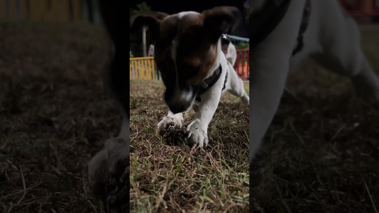La piña 🍍 😄 #jackrussellterrier - YouTube