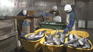 えりも町　年末年始の贈答品“サケの山漬け”づくり始まる　新型コロナの影響で製造半減【HTB北海道ニュース】