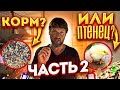 Плохой корм? Не растёт бройлер? Жара в курятнике? Выращивание бройлера в жару. Бизнес на бройлере.