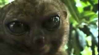 Dramatic Lemur   superbastardo